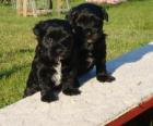 Zwei bezaubernde Tibet Terrier Welpen Hündin Rüde
