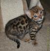 Verschmustes Bengalkitten möchte sein weiteres Leben in einer neuen fröhlichen