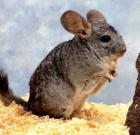 2 Chinchillas zu verschencken