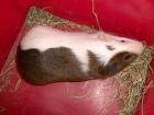 Cuy s-Riesenmeerschweinchen