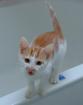 Tatzenservice. de mobile Katzenbetreuung / Catsitting in Hannover