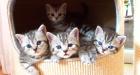 Whiskas- Kitten Silvertabby BKH Britisch Kurzhaar abzugeben