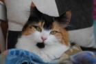Norwegische Waldkatze 4 5 Jahre alt