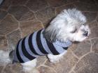 Gestrickte Hundepullover