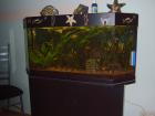Aquarium 6 Eck 160 L Juwel