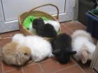 Wunderschöne langhaarige Kaninchen abzugeben Teddyzwergwidder
