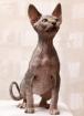 Sphynx Katzen