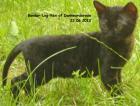German Rex Kitten of Dankwarderode