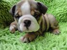 Englisch Bulldogge Welpen
