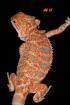 Farbbartagamen Hypos und Hypo Leatherbacks