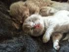 Reinrassige BKH Kitten Katzenbaby Kater Katze