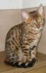 Möchten Sie dieses verschmuste Bengalkitten in Ihre Familie aufnehmen