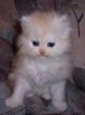 Perserkaterchen bicolour rotcreme mit Nase