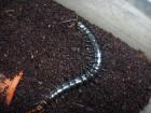 Tanzania Blue Leg Centipede NZ Deutschland in eingerichteter ProPlast-Dose zu