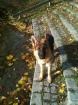 Schäferhundwelpe zu verschenken 6Monate