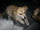 PIKY kleine Golden Mixhündin sehr lieb und freundlich