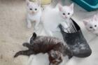 Maine Coone / BKH Mix Kätzchen Kitten suchen Zuhause