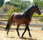 Welsh Pony Stute und Wallach.