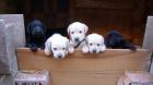 Reinrassige Labradorwelpen