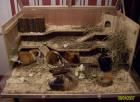 Meerschweinchen Gruppe abzugeben inkl. Gehege 1Bock 4 Weibchen