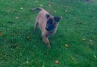 2 weib. Malinois-Welpen/ Belgischer Schäferhund