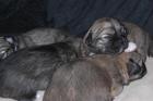 Tibet-Spaniel Welpen aus Hobbyzucht