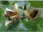 Verkaufen Samen Fagus silvatica
