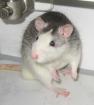 Rattebweibchen sucht neues Zuhause