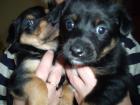 Hunde welpen