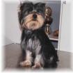 Yorkshire Terrier Rüde VDH Preis 750 EUR
