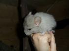 Chinchillas ab 20 - Euro