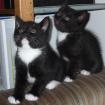 Zwei süße Kater auch einzeln suchen ein Zuhause Raum Dresden