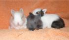 Super kuschelige Teddyzwerge babys suchen ein zu Hause