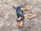 Mitch suche ein neus zu Haus Terriermix