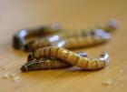 Viele Futterinsekten Terrarien Zubehör Pflanzen aus Thüringen