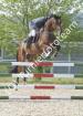 Nekton x Candillo Wallach Springpferd