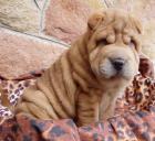 Shar pei beige Farbig