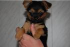 Schöne Chihuahua Welpen zu verkaufen