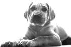 Cane Corso - Deutsche Doggenmix 6 Monate