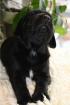 3 Welpen Corso Labradormix