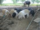 Wollschwein-Sattelschwein-Mixeber