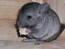 CHINCHILLA WHG SUCHT DRINGEND NEUES HEIM