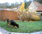 Schäferhundwelpen mit sehr viel Ostblut