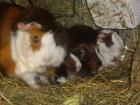 4 Meerschweinchen Babys abzugeben geboren am 29. 11. 10
