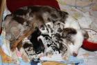Mini Aussie Welpen