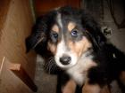 Colliewelpen ohne Papiere