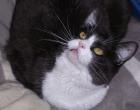 Flugpaten für Katze gesucht Madrid bis Düsseldorf/Dortmund