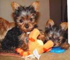 2 süße Mini Yorkshire Terrier Welpen black tan