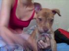 Verkaufe Pitbull Rednose welpen