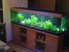 Aquarium 560L mit Bucheunterschrank Pumpe u Heizung